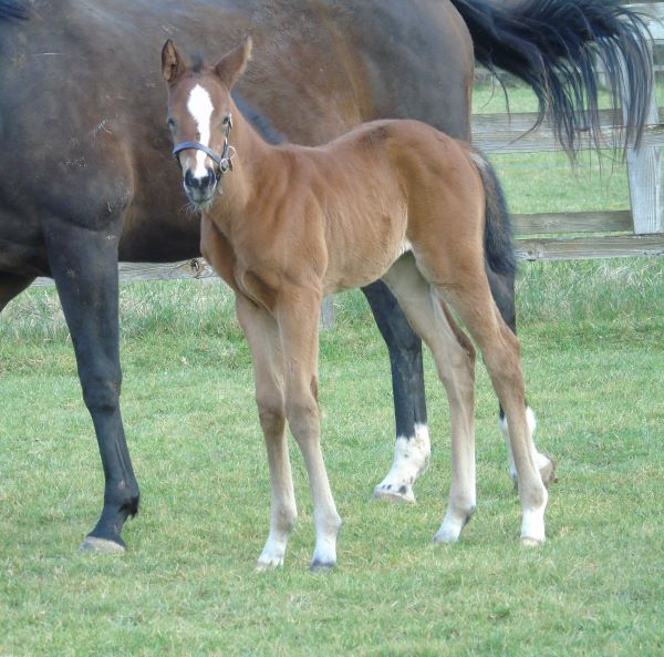 2023 filly by Australia